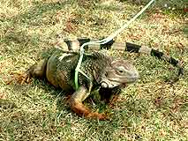 �̒�130cm�̃O���[���C�O�A�i�̎U���I�H